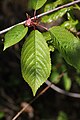 Prunus avium leaf