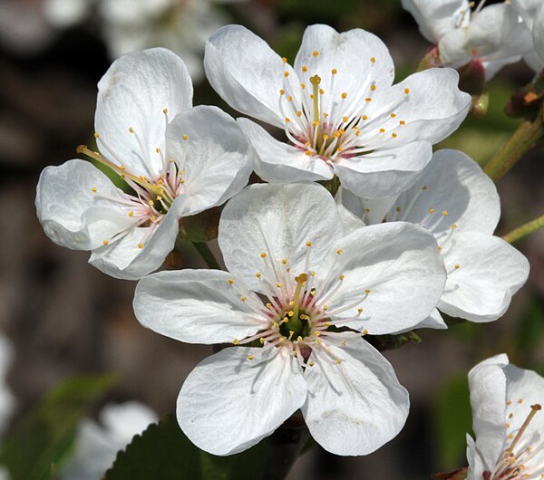 Цветет какой род. Вишня Cerasus vulgaris. Вишня - Prunus Cerasus 'Benham`s early Duke'. Prunus Cerasus. Соцветие вишни обыкновенной.