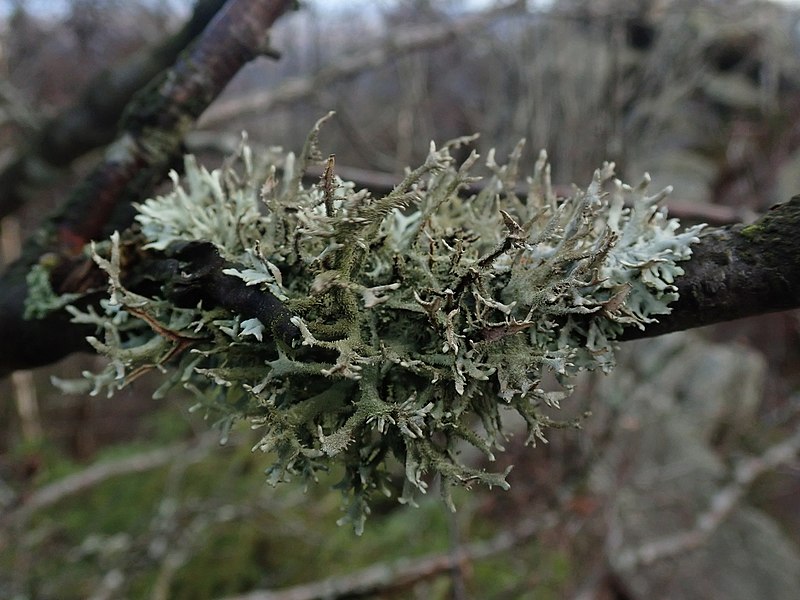 File:Pseudevernia furfuracea 102918555.jpg