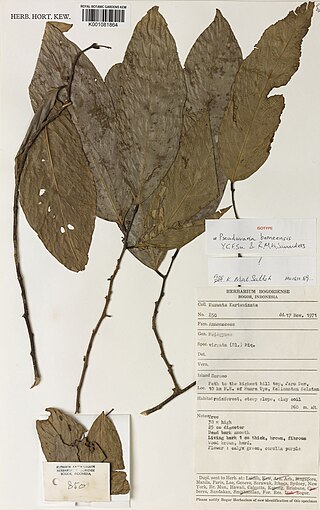 <i>Pseuduvaria borneensis</i> Species of plant in the family Annonaceae