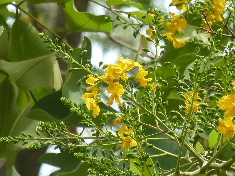 File:Pterocarpus rotundifolius, bloeiwyse, Pretoria, b.jpg