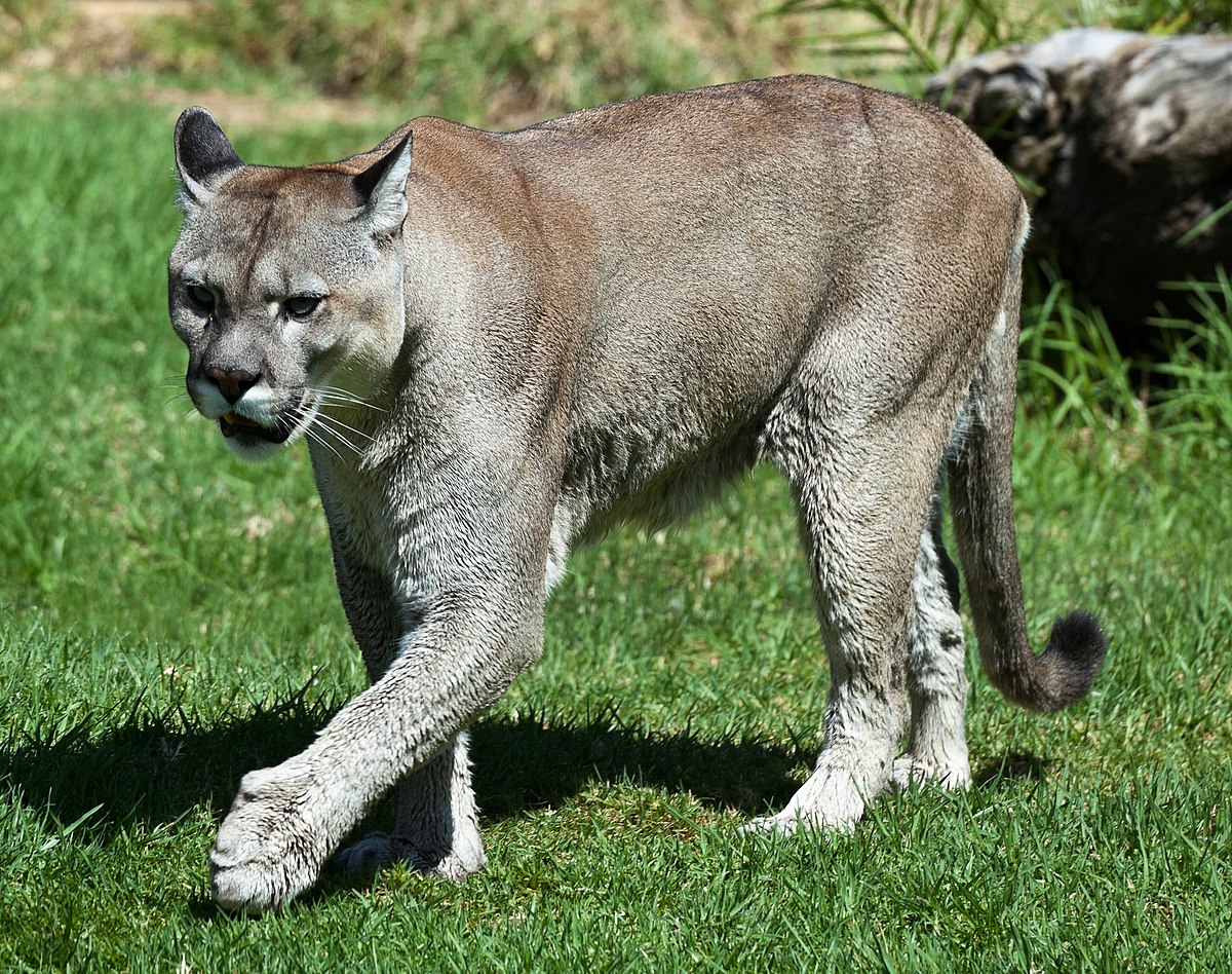 Category:Puma concolor - Wikimedia Commons