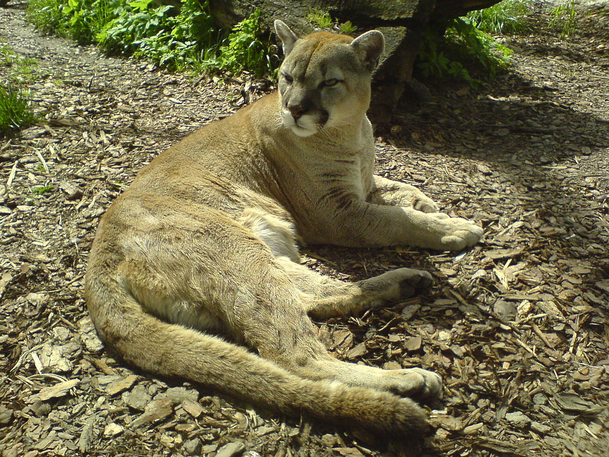 puma noir wikipedia