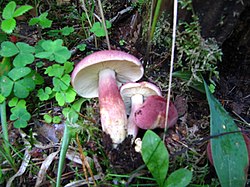 Punakas puiduheinik Tricholomopsis rutilans