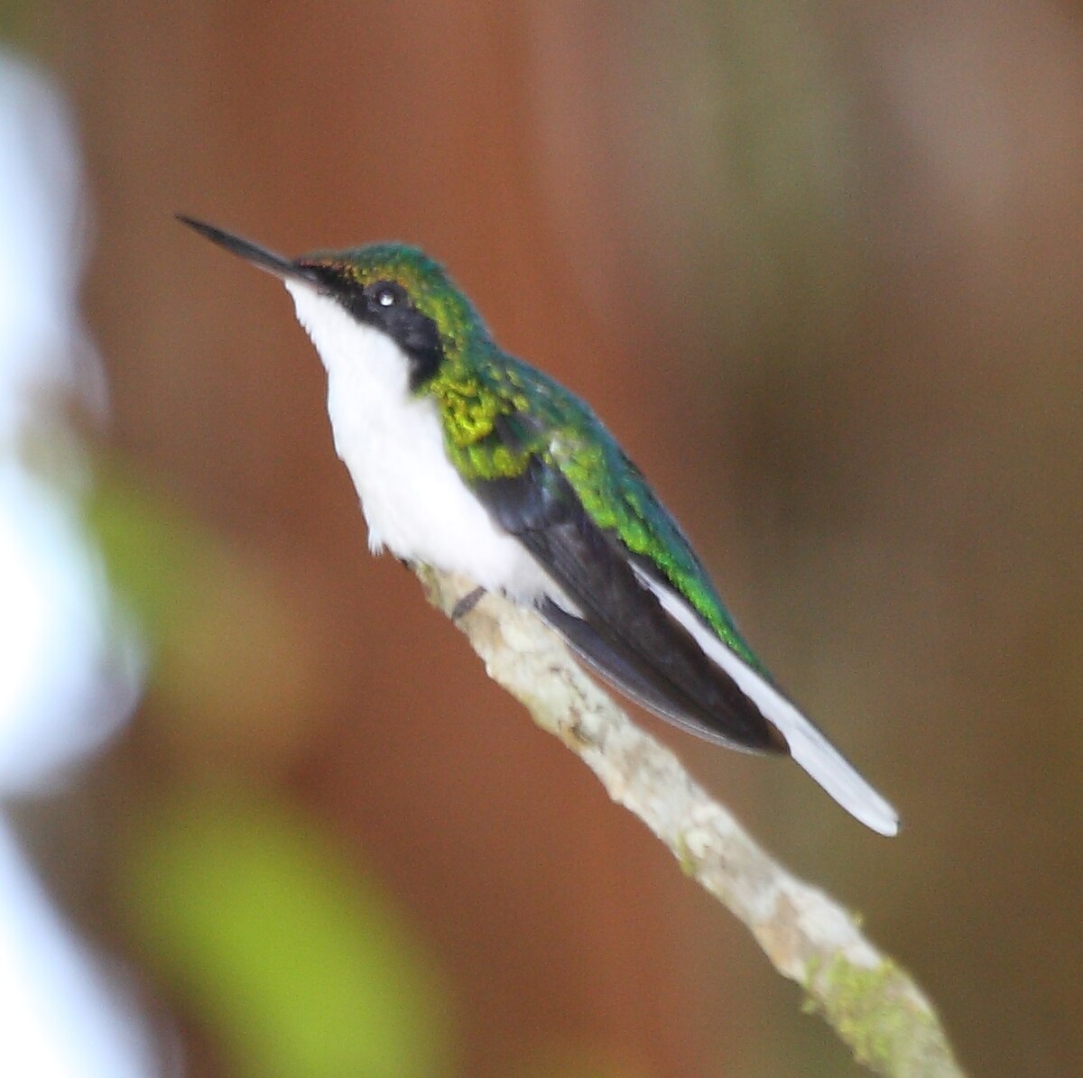 Purple-crowned Fairy female.jpg