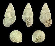 Pusillina nana, shell