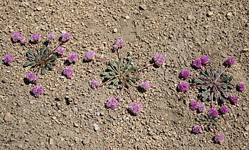 Pussypaws (Cistanthe umbellata) 4 on gravel