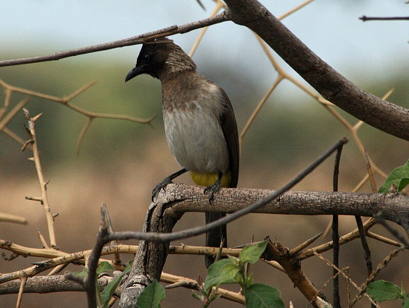 File:Pycnonotus tricolor Tanzania 1.jpg