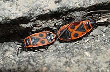 Pyrrhocoris apterus durante l'accoppiamento