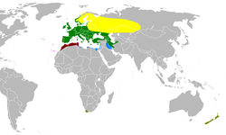 Répartition géographique

Groupe coelebs :
.mw-parser-output .legende-bloc-centre{display:table;margin:0 auto;text-align:left}.mw-parser-output .legende-bloc ul li{font-size:90%}.mw-parser-output .legende-bloc-vertical ul li{list-style:none;margin:1px 0 0 -1.5em}.mw-parser-output .legende-bloc-vertical ul li li{list-style:none;margin:1px 0 0 -1.0em}
zone de reproduction d'été
zone d'habitat permanent
zone d'hivernage
zone d'introduction humaine (Nouvelle-Zélande, Afrique du Sud)


Autres groupes :

spodiogenys
canariensis