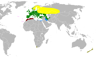 Areale del fringuello: in verde le aree dove è stanziale, in giallo dove è visitatore estivo, in azzurro dove è visitatore invernale, in ocra le aree dove la specie è introdotta. Il rosso scuro indica il complesso spondiogenys, il rosa il complesso canariensis.