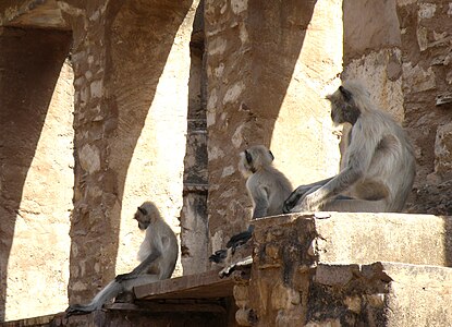 Entelles d'Hanumān en méditation.