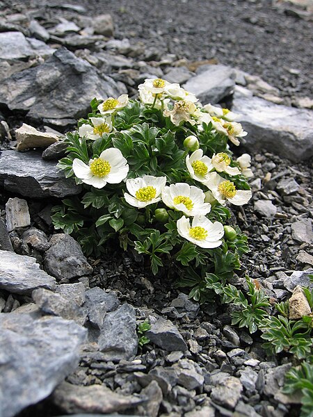 File:Ranunculus seguieri.jpg