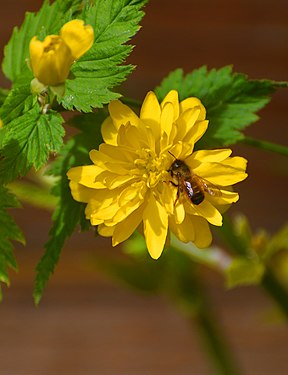 Ranunculus asiaticus mit Wildbiene