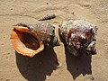 * Nomination Two veined rapa whelk (Rapana venosa). --George Chernilevsky 18:48, 9 March 2010 (UTC) * Promotion Good. --Iotatau 19:41, 10 March 2010 (UTC)