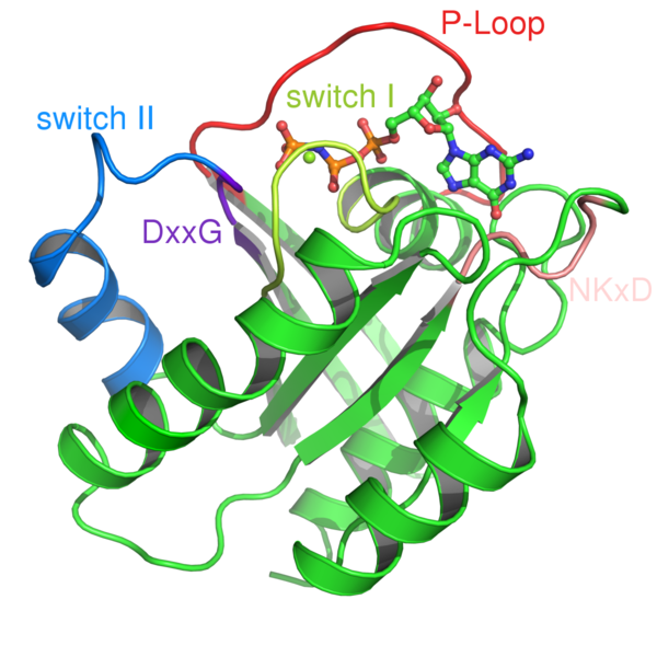 File:Ras-Structure.png