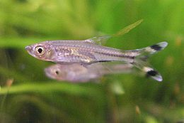 Trijuostė rasbora (Rasbora trilineata)