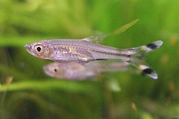 Three-lined rasbora Rasbora trilineata