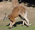 Rotes Känguru beim Grasen