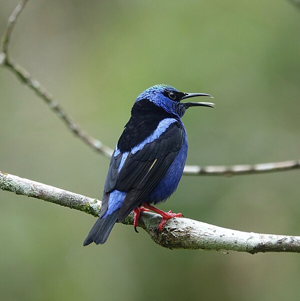 File:Red-legged honeycreeper (40741501231).jpg