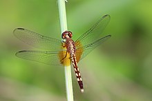 Red-mantled dragonlet (Erythrodiplax fervida) female.JPG