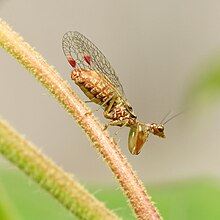 Mantidfly מנומר אדום (37035396004) .jpg