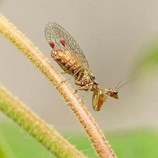 <i>Nolima dine</i> Species of insect