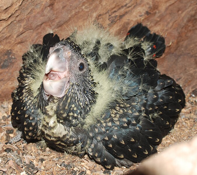 File:RedTailBlackCockatooAt6Weeks.jpg