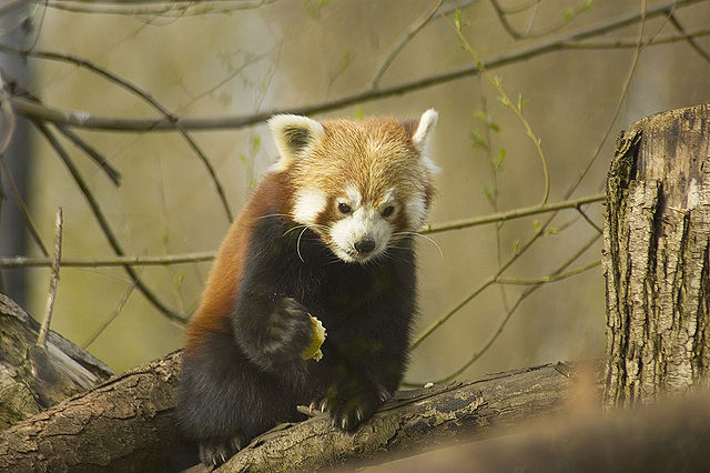 Red panda - Wikipedia