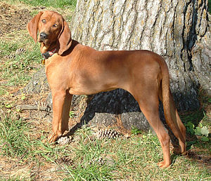 Redbone Coonhound