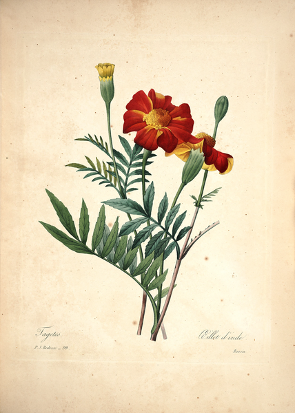 File:Redouté, P.J., Choix des plus belles fleurs et des plus beaux fruits, t. 99 (1827).png