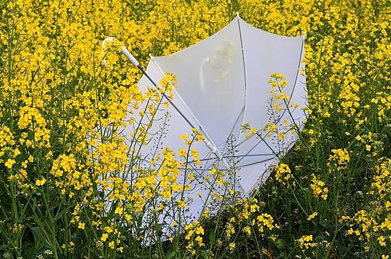 Regenschirm im Rapsfeld Raps2011 2544WI