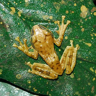 <i>Leptomantis harrissoni</i> Species of frog