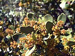 Rhamnus alaternus subsp. myrtifolia FlowersCloseup2 SierraMadrona.jpg