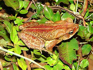 <i>Rhinella ornata</i> Species of Amphibia