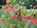 Rhododendron 'Ausma'