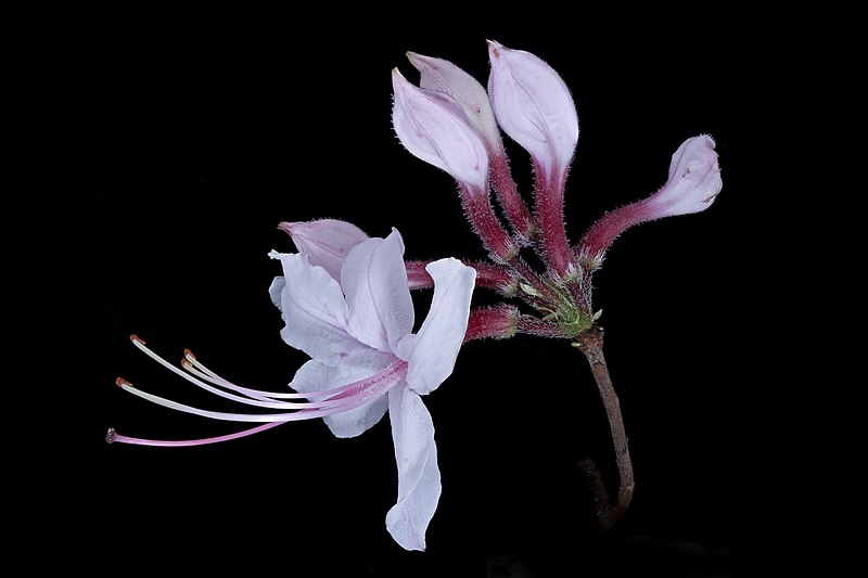 File:Rhododendron periclymenoides, Pinxter Azalea, Howard County, Md, Helen Lowe Metzman 2019-10-24-12.13.33 ZS PMax UDR (49069007121).jpg