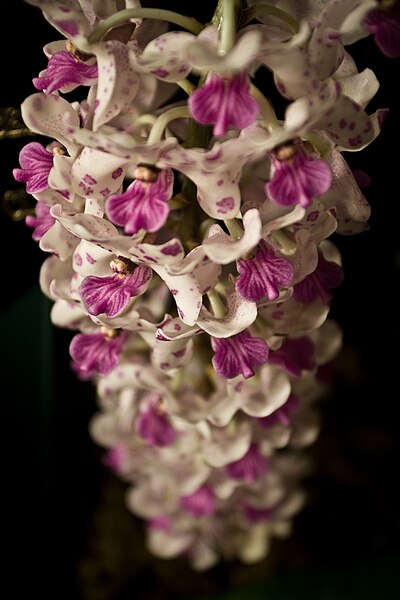 File:Rhynchostylis gigantea (2252721375).jpg