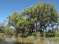 A. stenophylla – Macquarie Marshes