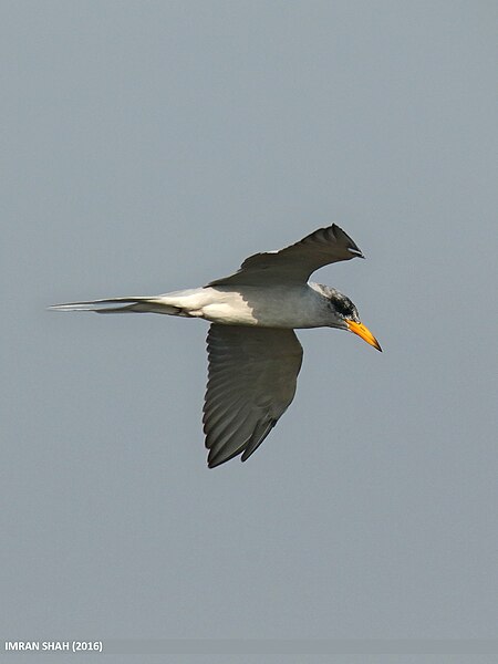 File:River Tern (Sterna aurantia) (31257732564).jpg