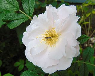 <i>Rosa</i> Henry Hudson White blend Hybrid Kordesii rose cultivar