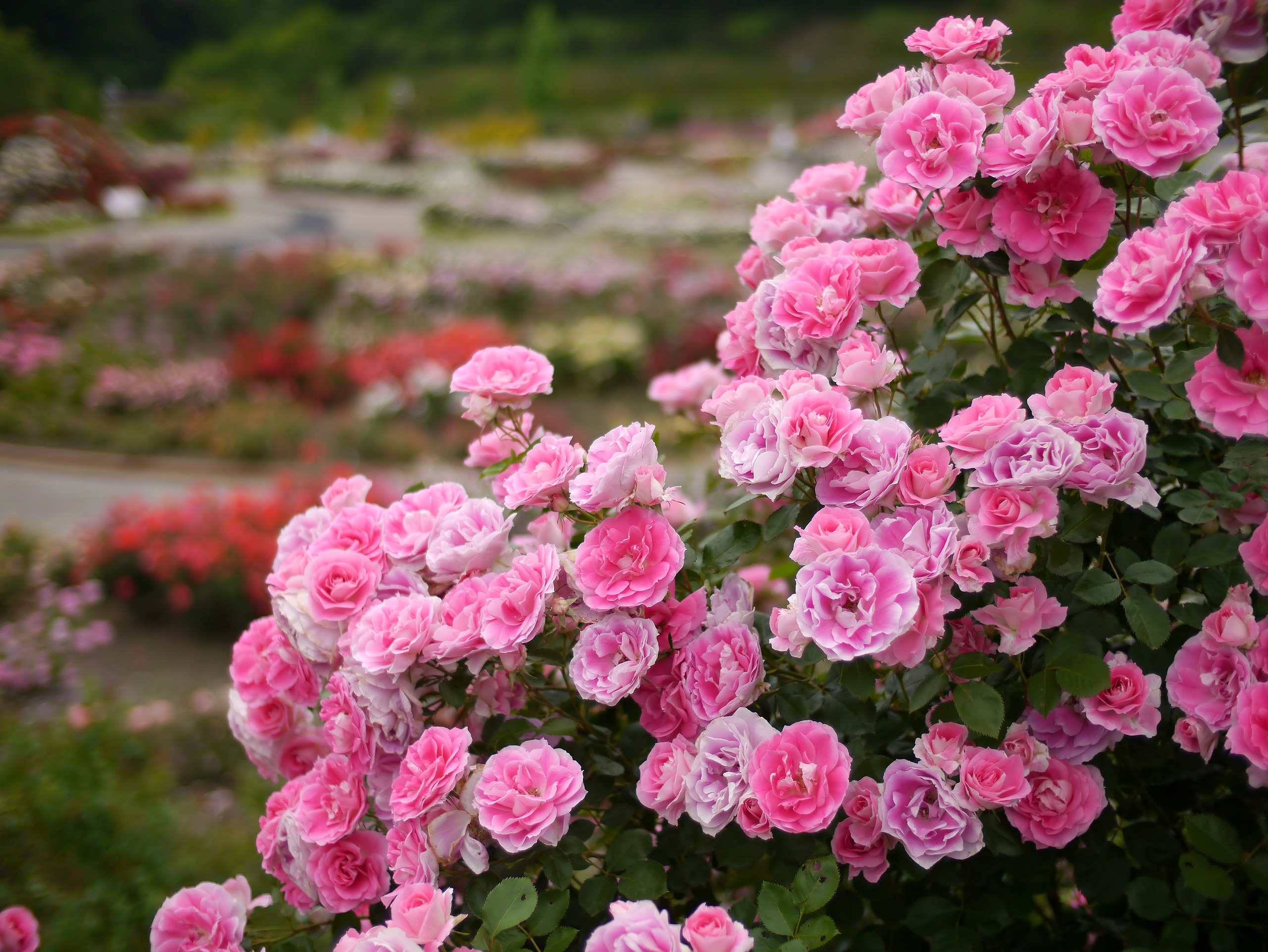 File Rose Carefree Wonder バラ ケアフリー ワンダー Jpg Wikimedia Commons