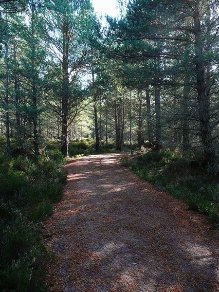 File:Rothiemurchus forest path - geograph.org.uk - 1528005.jpg