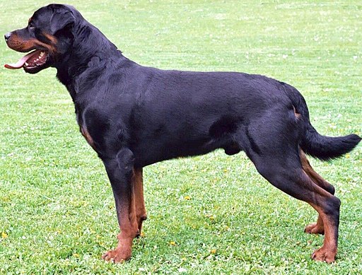 512px-Rottweiler_standing_facing_left.jpg (512×389)