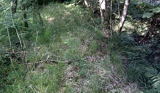 A section of the roundel bank in Sevenacres Wood with a diverse ground flora Roundel bank, Sevenacres.jpg