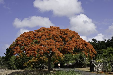 Flowering tree (Mauritius)