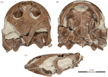 Holotype skull Rsos210098f03.gif