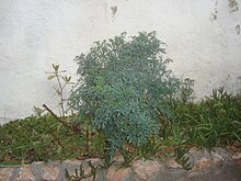 Ruta (planta) - Wikipedia, la enciclopedia libre