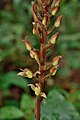 Goodyera rubicunda