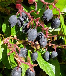 Salal Berries.jpg